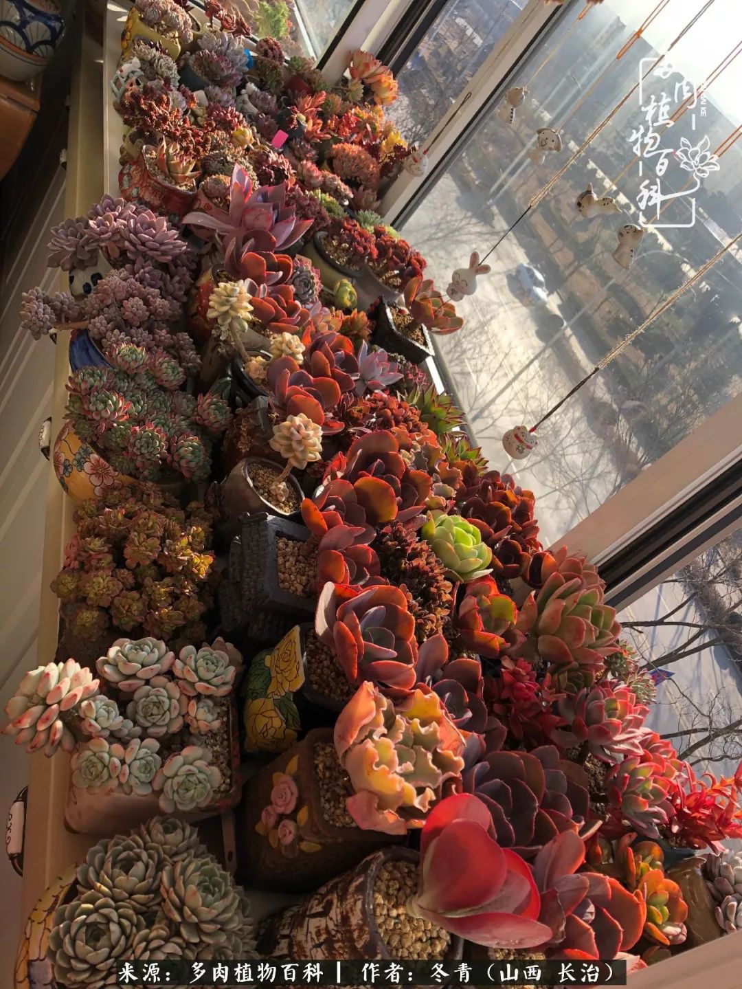 多肉長(zhǎng)出很多須根_多肉長(zhǎng)出很多須根_多肉長(zhǎng)出很多須根