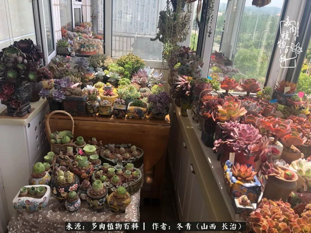 多肉長(zhǎng)出很多須根_多肉長(zhǎng)出很多須根_多肉長(zhǎng)出很多須根