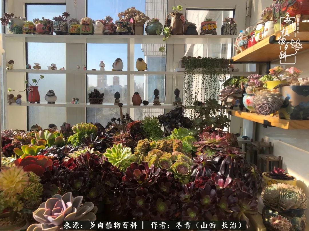 多肉長(zhǎng)出很多須根_多肉長(zhǎng)出很多須根_多肉長(zhǎng)出很多須根