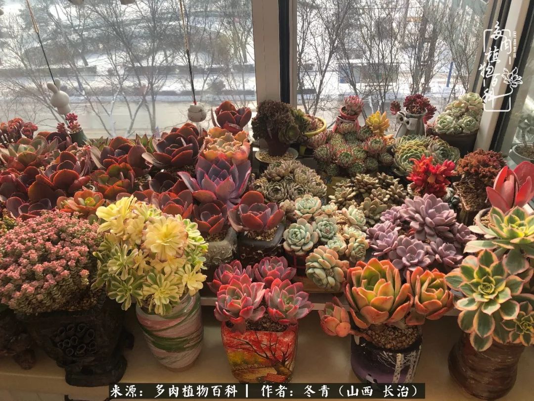 多肉長(zhǎng)出很多須根_多肉長(zhǎng)出很多須根_多肉長(zhǎng)出很多須根