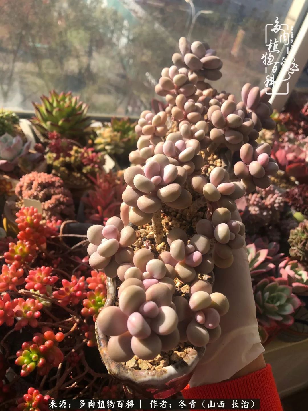 多肉長(zhǎng)出很多須根_多肉長(zhǎng)出很多須根_多肉長(zhǎng)出很多須根