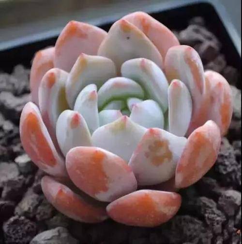 不喜歡陽光的多肉_多肉是不是都喜歡陽光_陽光多肉喜歡什么肥料