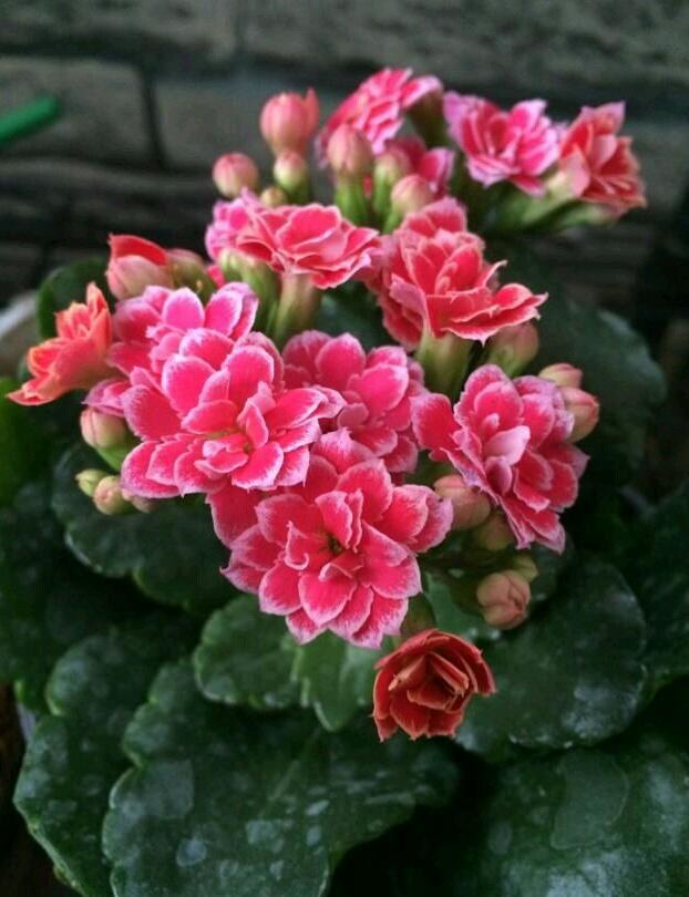 長壽花屬于多肉嗎_長壽多肉花屬于什么植物_長壽多肉品種