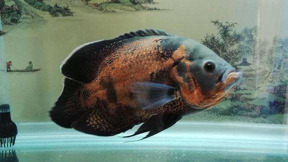 觀賞魚好養(yǎng)活嗎_觀賞魚養(yǎng)什么好看_什么魚好養(yǎng)觀賞魚