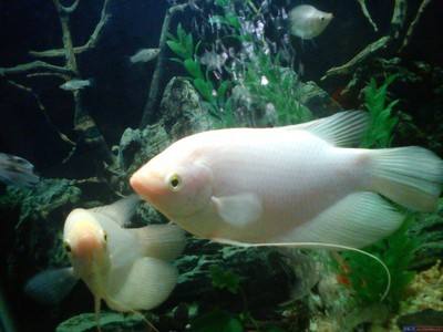 什么魚好養(yǎng)觀賞魚_觀賞魚好養(yǎng)活嗎_觀賞魚養(yǎng)什么好看