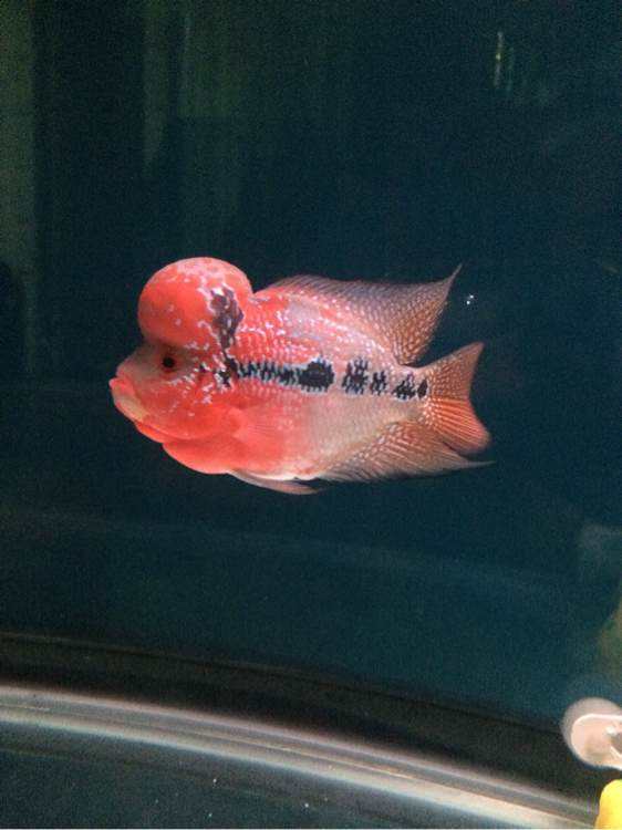 觀賞魚好養(yǎng)活嗎_什么魚好養(yǎng)觀賞魚_觀賞魚養(yǎng)什么好看