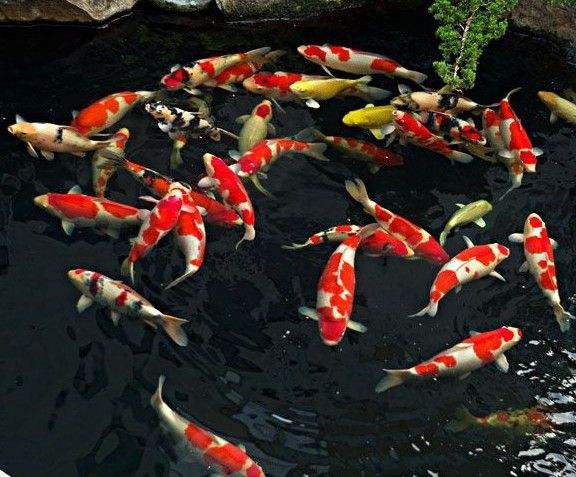 什么魚好養(yǎng)觀賞魚_觀賞魚養(yǎng)什么好看_觀賞魚好養(yǎng)活嗎