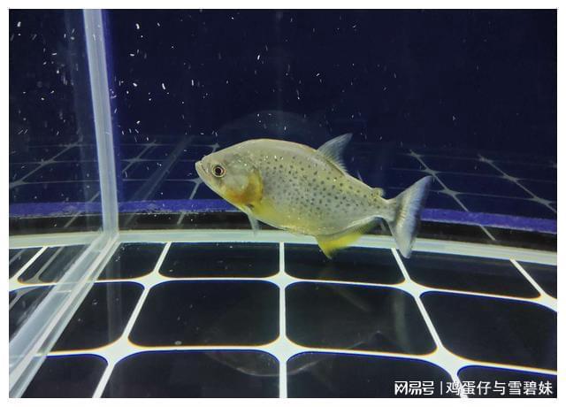 觀賞白色魚有哪些品種_白色的觀賞魚有哪些_白色的觀賞魚