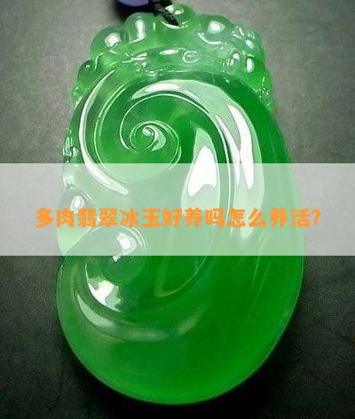 多肉翡翠冰玉好養嗎怎么養活？