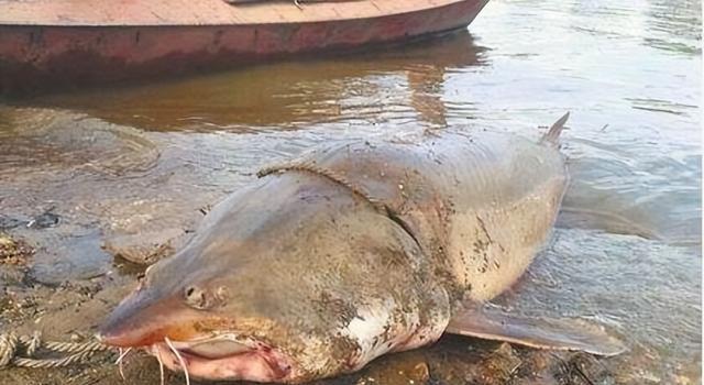 我國常見的7大淡水巨型魚類，個個都是巨無霸，刷新你的認知