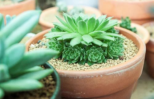 多肉植物種植方法