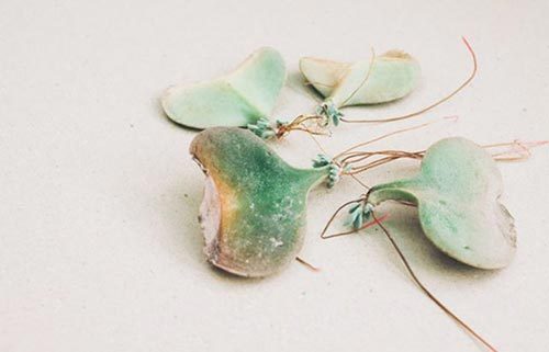 多肉植物種植方法