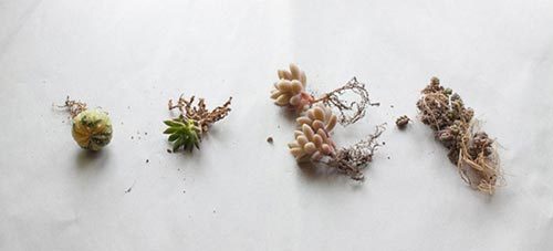多肉植物種植方法