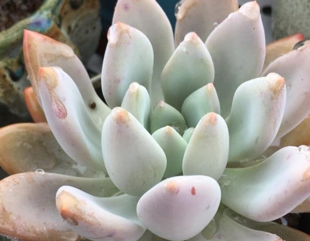 這幾種多肉植物很好養，隨便扔在陽臺上淋雨，也能長得很好