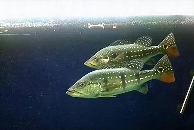 食肉觀賞魚_好養觀賞肉食魚_食肉的觀賞魚