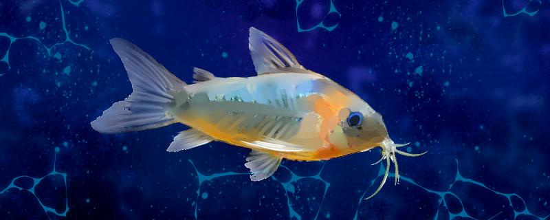 觀賞魚條數(shù)風(fēng)水_養(yǎng)魚條數(shù)的講究_觀賞魚一般養(yǎng)幾條比較好