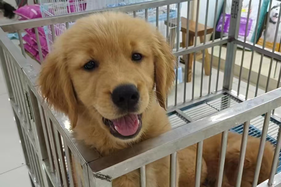 狗咬傷人賠點錢過去，這事不能過去！