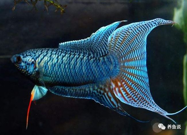 最適合新手養的三類觀賞魚，大中小型觀賞魚