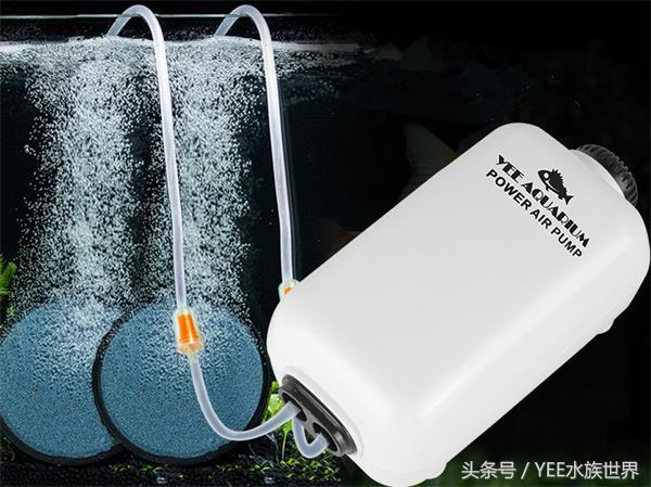 “老三樣”是個寶，新手養(yǎng)魚離不了