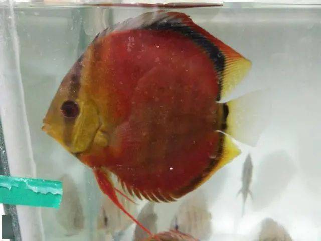 魚缸里養的小魚種類_魚缸小魚叫什么_最小的魚叫什么名字 魚缸里觀賞魚