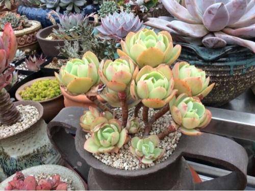 多肉碧桃好養(yǎng)活嗎_多肉碧桃怎么繁殖_多肉碧桃繁殖方法