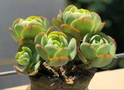 多肉碧桃好養(yǎng)活嗎_多肉碧桃繁殖方法_多肉碧桃怎么繁殖