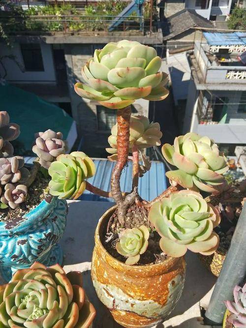 多肉碧桃怎么繁殖_多肉碧桃繁殖方法_多肉碧桃好養(yǎng)活嗎