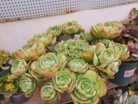 多肉碧桃繁殖方法_多肉碧桃怎么繁殖_多肉碧桃好養(yǎng)活嗎