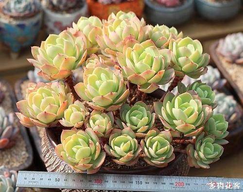 多肉碧桃怎么繁殖_多肉碧桃好養(yǎng)活嗎_多肉碧桃繁殖方法