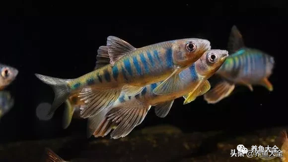 冷水觀賞大全品種魚圖片高清_冷水觀賞魚品種大全及圖片_冷水觀賞大全品種魚圖片及價格