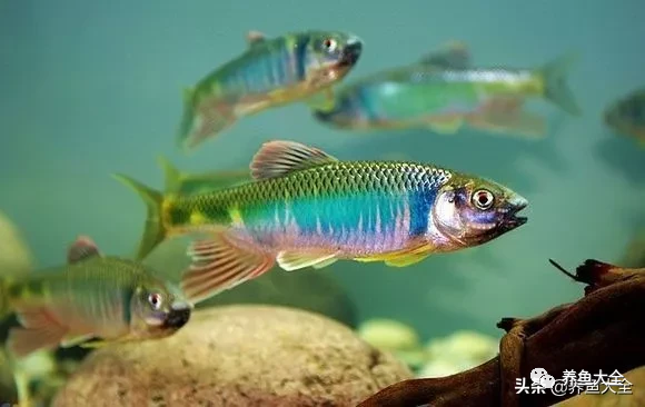 冷水觀賞大全品種魚圖片及價格_冷水觀賞魚品種大全及圖片_冷水觀賞大全品種魚圖片高清