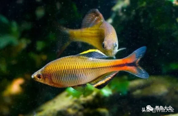 冷水觀賞大全品種魚圖片及價格_冷水觀賞魚品種大全及圖片_冷水觀賞大全品種魚圖片高清