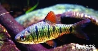 冷水觀賞大全品種魚圖片及價格_冷水觀賞大全品種魚圖片高清_冷水觀賞魚品種大全及圖片