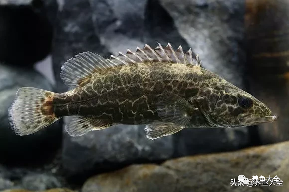 冷水觀賞大全品種魚圖片及價格_冷水觀賞大全品種魚圖片高清_冷水觀賞魚品種大全及圖片