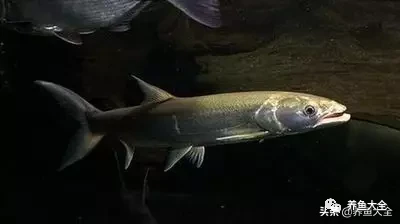 冷水觀賞魚品種大全及圖片_冷水觀賞大全品種魚圖片高清_冷水觀賞大全品種魚圖片及價格