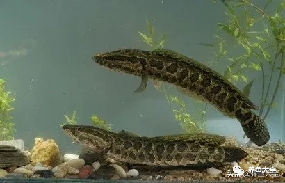 冷水觀賞大全品種魚圖片高清_冷水觀賞魚品種大全及圖片_冷水觀賞大全品種魚圖片及價格