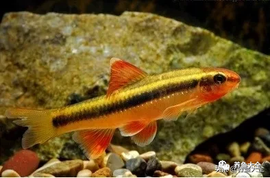 冷水觀賞大全品種魚圖片及價格_冷水觀賞魚品種大全及圖片_冷水觀賞大全品種魚圖片高清