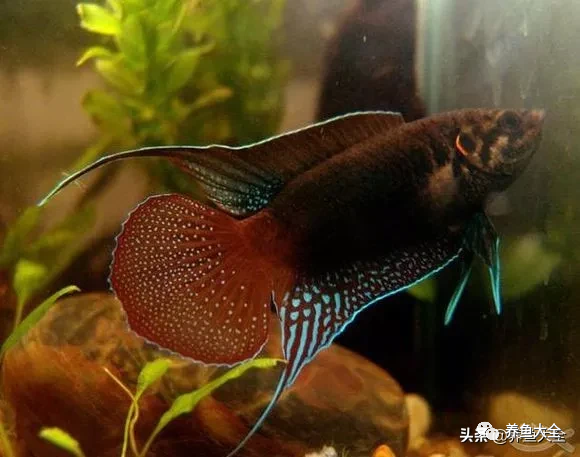 冷水觀賞大全品種魚圖片及價格_冷水觀賞大全品種魚圖片高清_冷水觀賞魚品種大全及圖片