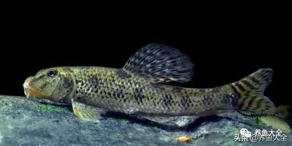 冷水觀賞大全品種魚圖片及價格_冷水觀賞魚品種大全及圖片_冷水觀賞大全品種魚圖片高清