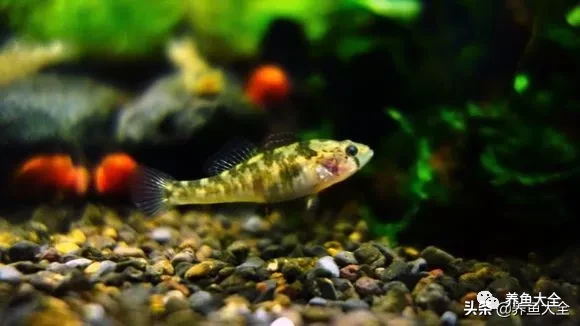 冷水觀賞魚品種大全及圖片_冷水觀賞大全品種魚圖片及價格_冷水觀賞大全品種魚圖片高清