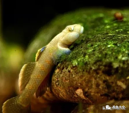 冷水觀賞大全品種魚圖片及價格_冷水觀賞大全品種魚圖片高清_冷水觀賞魚品種大全及圖片