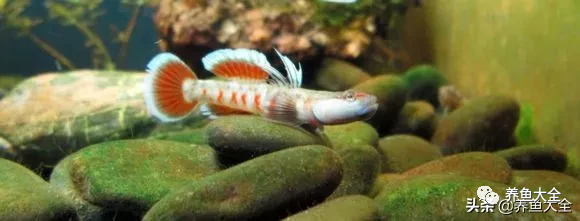 冷水觀賞魚品種大全及圖片_冷水觀賞大全品種魚圖片高清_冷水觀賞大全品種魚圖片及價格