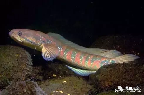 冷水觀賞魚品種大全及圖片_冷水觀賞大全品種魚圖片及價格_冷水觀賞大全品種魚圖片高清