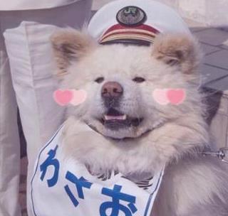 給狗狗取名要注意，這幾個“禁區”，最好別