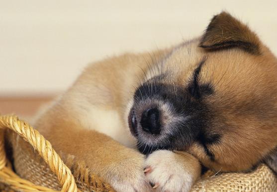 狗狗好聽的獨(dú)特名字2019_狗狗好聽的獨(dú)特名字_好聽狗狗獨(dú)特名字女生