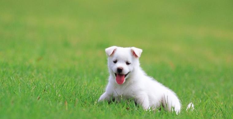 狗狗好聽的獨(dú)特名字_狗狗好聽的獨(dú)特名字2019_好聽狗狗獨(dú)特名字女生