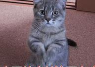 狗狗好聽的獨(dú)特名字2019_好聽狗狗獨(dú)特名字女生_狗狗好聽的獨(dú)特名字