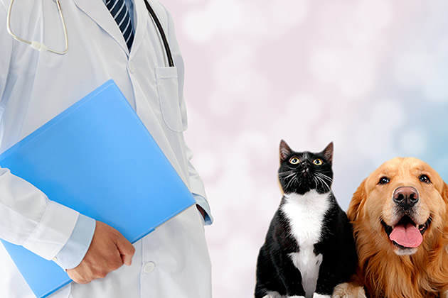 獸醫(yī)站能治寵物嗎_獸醫(yī)站可以治寵物狗嗎_獸醫(yī)站可以治療狗狗嗎