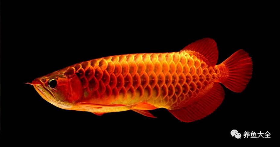 你知道你養(yǎng)的觀賞魚能活多久嗎？什么魚比人