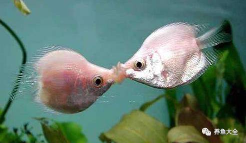 觀賞魚吃可以喂食嗎_觀賞魚吃可以喂什么_觀賞魚可以吃不